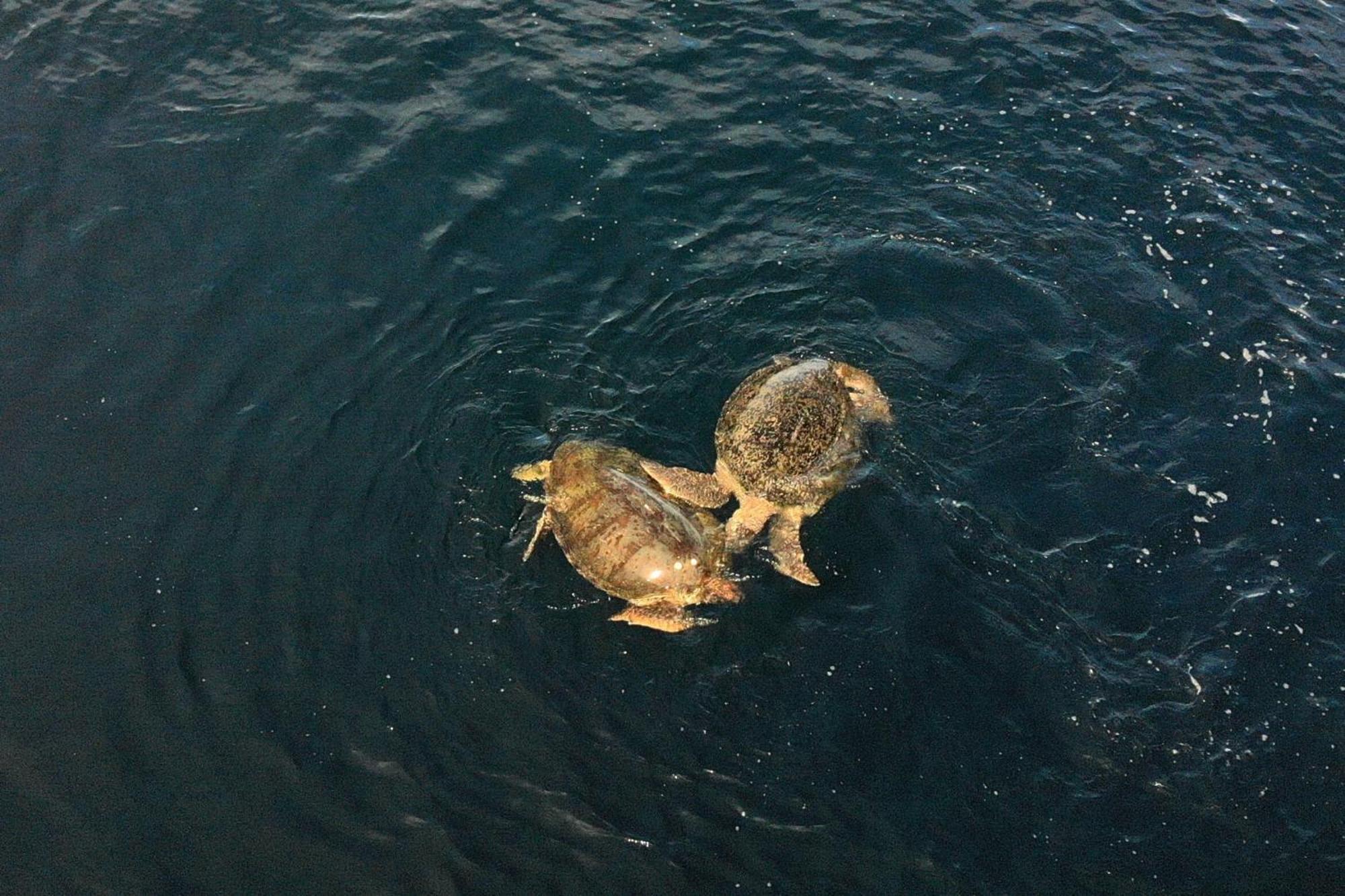Nunukan Island Resort Maratua Island 外观 照片